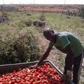 pomodoro contro capolarato- fonte foto: Pietra di Scarto