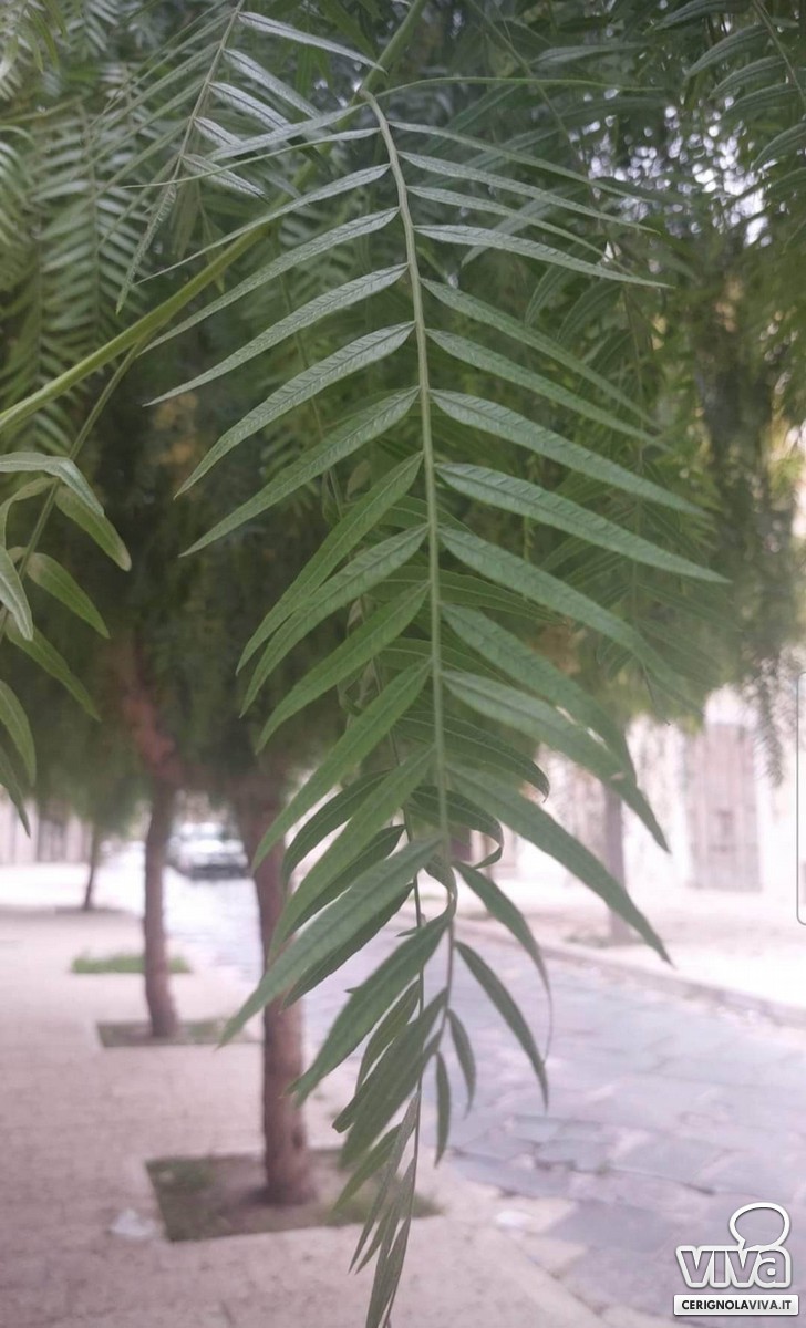 Verde urbano a Cerignola: gli alberi del finto pepe o pepe rosa