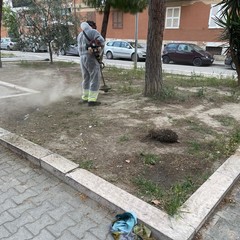 Sfalcio erba a Cerignola