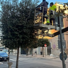 Potature a Cerignola