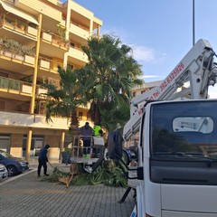 Potature a Cerignola