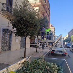 Potature a Cerignola