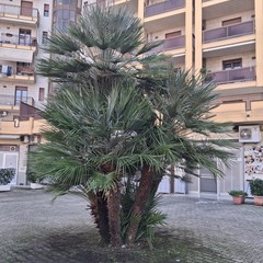 Potature a Cerignola