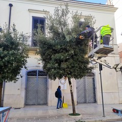 Potature a Cerignola