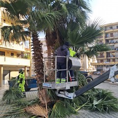 Potature a Cerignola