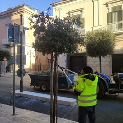 Potature a Cerignola