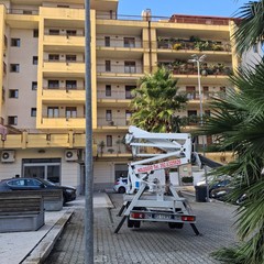 Potature a Cerignola