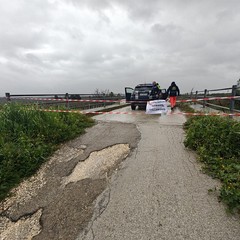 Maltempo su Cerignola e Capitanata: alberi abbattuti in città e campagne allagate