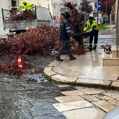 Maltempo su Cerignola e Capitanata: alberi abbattuti in città e campagne allagate