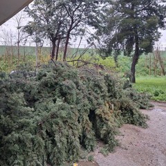 Maltempo su Cerignola e Capitanata: alberi abbattuti in città e campagne allagate