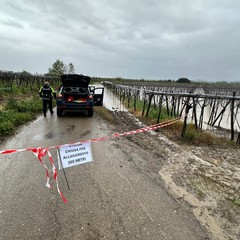 Maltempo su Cerignola e Capitanata: alberi abbattuti in città e campagne allagate
