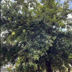 Alberi via San Leonardo