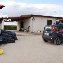 Antimafia Azienda Agricola Mottola foto