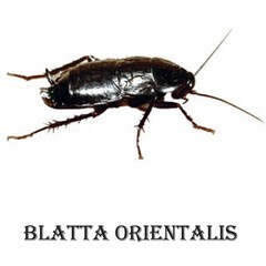 Blatta orientalis