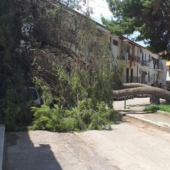 Cade pino in Via Consolare