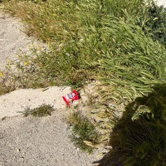 Erbacce e degrado in Via Masaniello