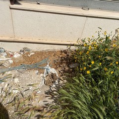 Erbacce e degrado in Via Masaniello