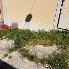 Erbacce e degrado in Via Masaniello