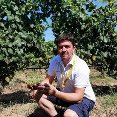 Gianni Cantele in vendemmia a Guagnano JPG