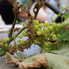 gli effetti della peronospora