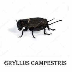 gryllus campestris