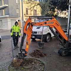 Piantati nuovi alberi a Cerignola