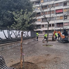 Piantati nuovi alberi a Cerignola