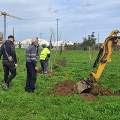 Piantati nuovi alberi a Cerignola