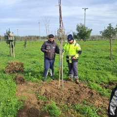 Piantati nuovi alberi a Cerignola