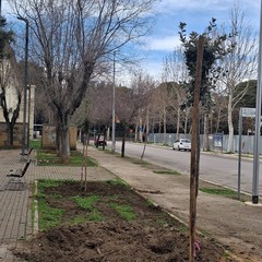 Piantati nuovi alberi a Cerignola