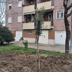 Piantati nuovi alberi a Cerignola