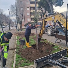 Piantati nuovi alberi a Cerignola