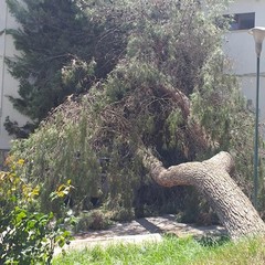 Pino caduto in Via Consolare