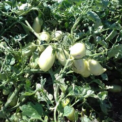 pomodori distrutti nel Gargano