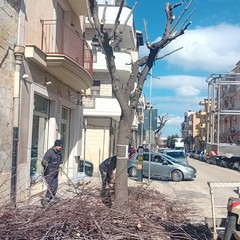 Manutenzione del verde a Cerignola