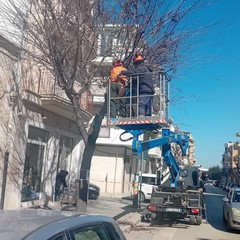 Manutenzione del verde a Cerignola