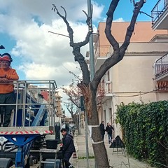 Manutenzione del verde a Cerignola