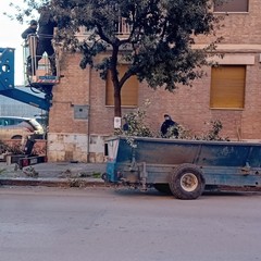 Manutenzione del verde a Cerignola