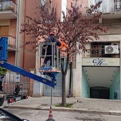 Manutenzione del verde a Cerignola