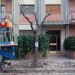 Manutenzione del verde a Cerignola