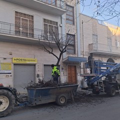 Verde pubblico Cerignola