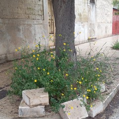 Viale SantAntonio