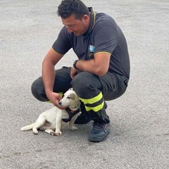 Vigili del fuoco dopo il salvataggio