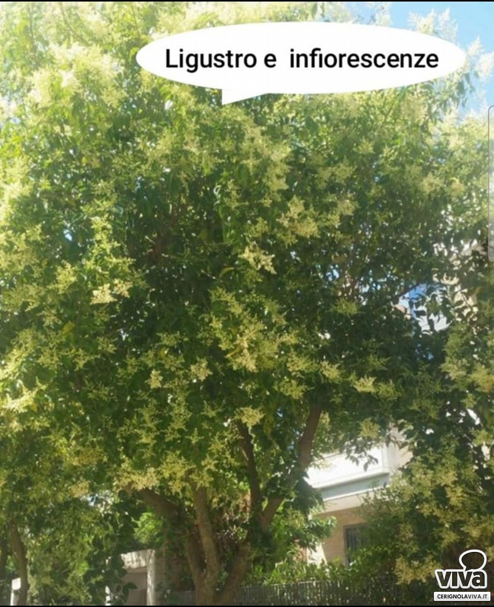 Verde urbano a Cerignola: gli alberi del finto pepe o pepe rosa