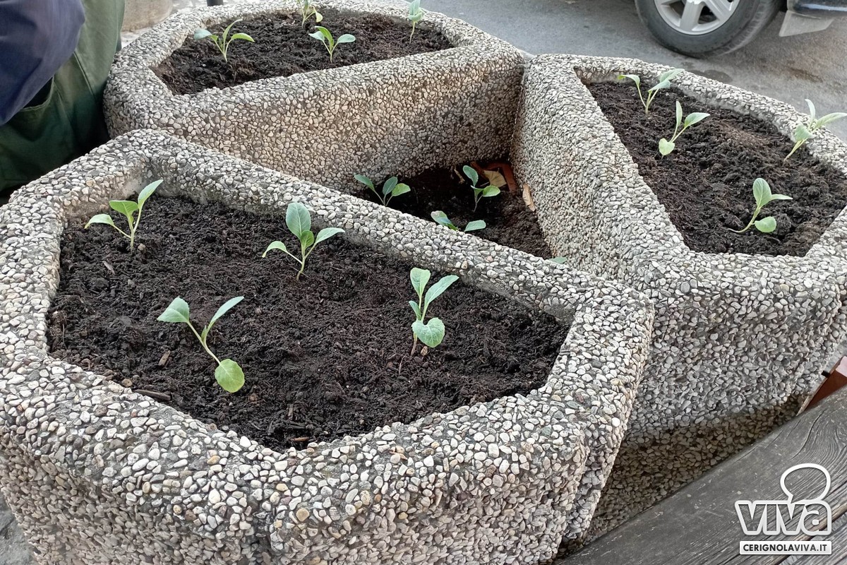 Verde urbano a Cerignola: gli alberi del finto pepe o pepe rosa