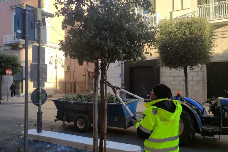 Potature a Cerignola