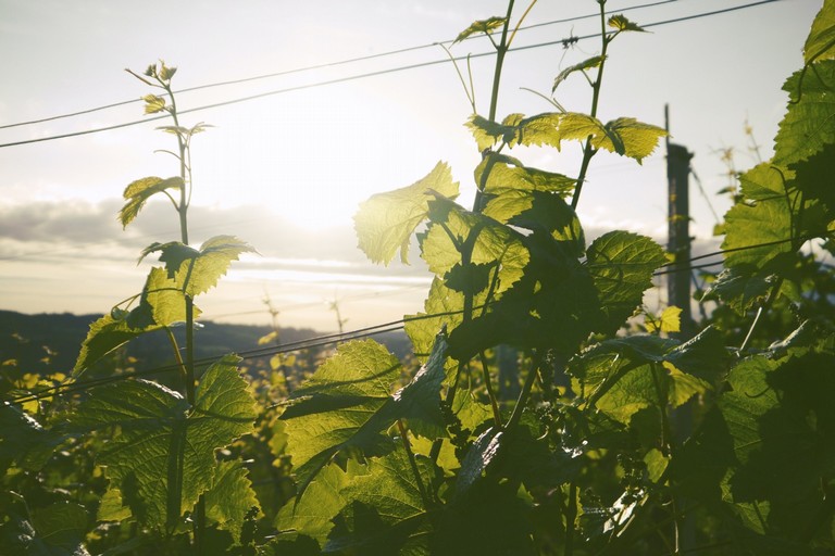 Agricoltura