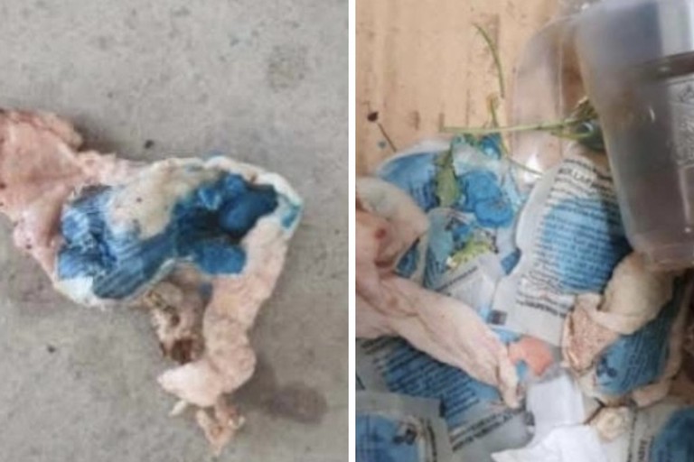 Veleno per topi in via Manfredonia a Cerignola: «È necessario collaborare per tutelare gli animali»