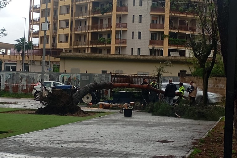 Alberi caduti Cerignola