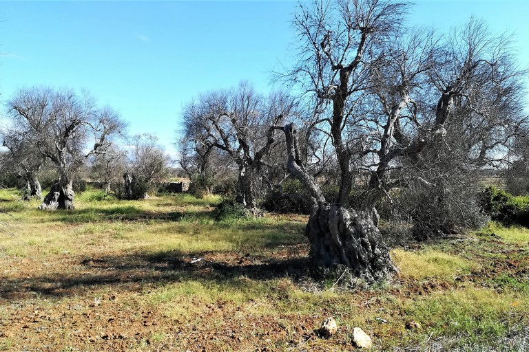 Alberi di olivo attaccati da xylella nell'agro di Gallipoli. <span>Foto G.steph.rocket</span>